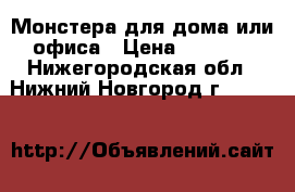 Монстера для дома или офиса › Цена ­ 1 000 - Нижегородская обл., Нижний Новгород г.  »    